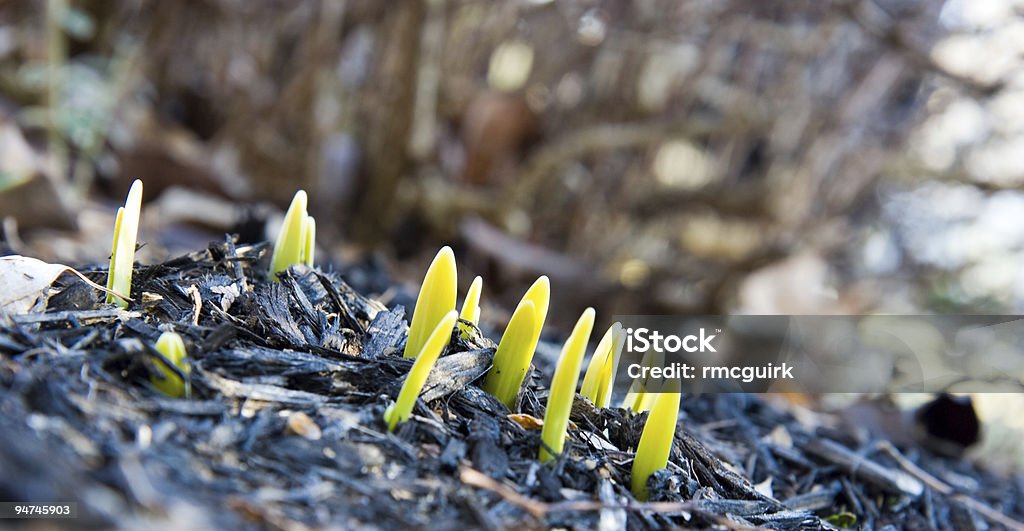 image DSLR de vert et jaune printemps de jonquilles de l'Etat - Photo de Bouton de fleur libre de droits