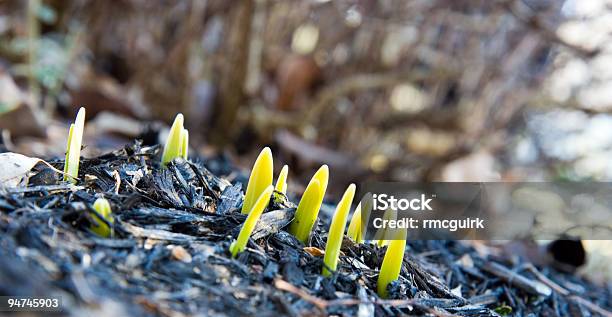 Dslr Imagem De Verde E Amarelo Daffodils Primavera - Fotografias de stock e mais imagens de Amarelo - Amarelo, Ao Ar Livre, Botão - Estágio de flora