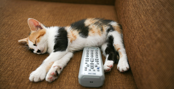 Close up of a calico (tortoiseshell) kitten lying on a sofa next to a TV remote control in Beirut, Lebanon.