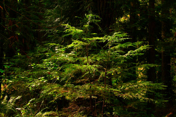 istock Pacific Northwest forest and Douglas fir trees 947464938