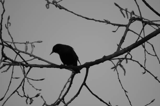 istock Bird silhouette on the sky background. Bird singing and sitting on a tree. Black and white background. Bird: common starling 947464996