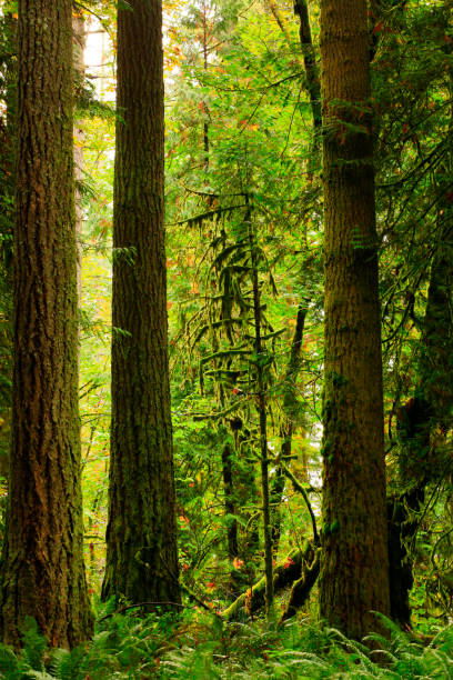 istock Pacific Northwest forest and Douglas fir trees 947465510