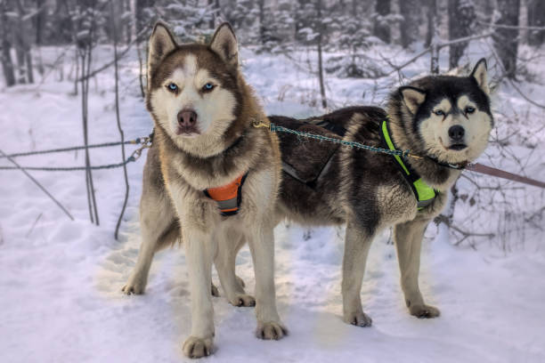istock Sled dog racing alaskan malamute snow competition race 947467704