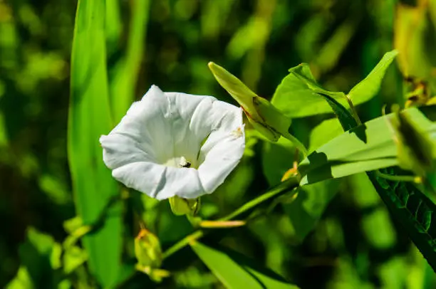 Bindweed (Convolvulus) on a meadow on summer