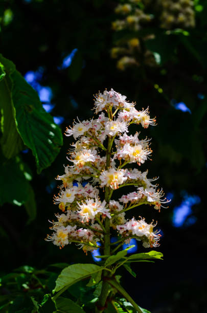 istock Flowers of the chestnut tree 947472610