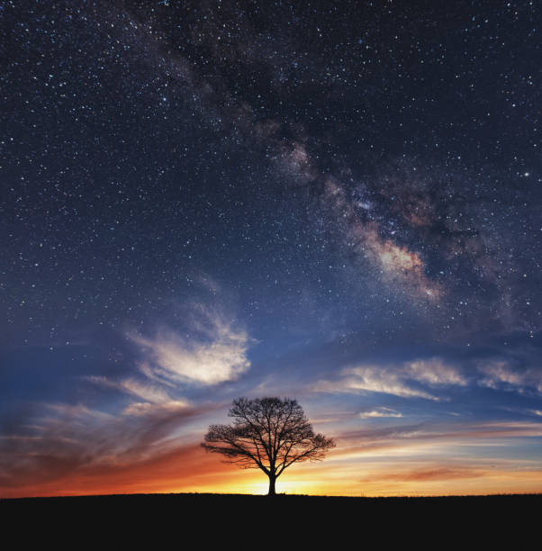 Beneath The Heavens Lone tree under sunset/starry skies.  Composite image. single tree stock pictures, royalty-free photos & images