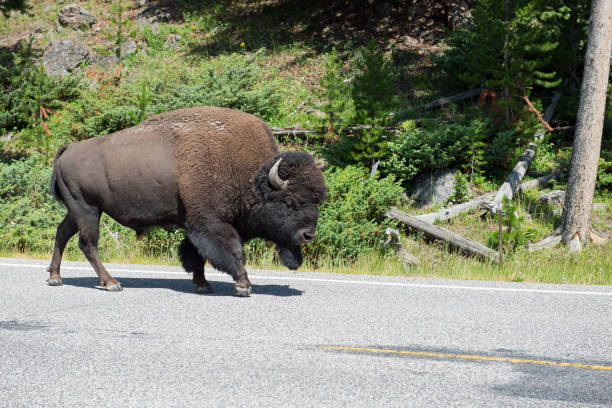 istock Bison on road in Yellowstone National Park 947483738