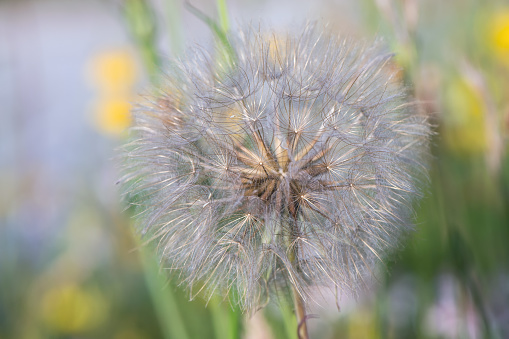 German dandelion flower