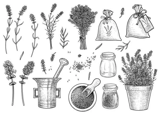 Vector illustration of Supplies of lavender collection illustration, drawing, engraving, ink, line art, vector