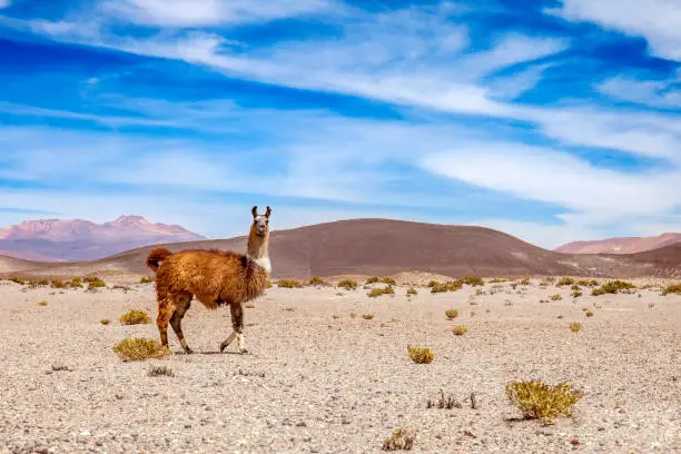 Wild lama on the mountains of Andes. mountain and blue sky in the background. Stock photo