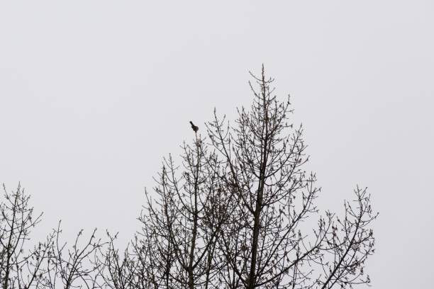 istock Bird on the top of the tree. 947496920
