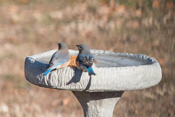 istock Pair of birds 947501660