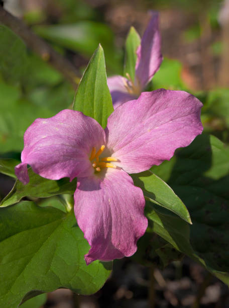 istock Focus Stacked Image of a Purple Trillium 947501878