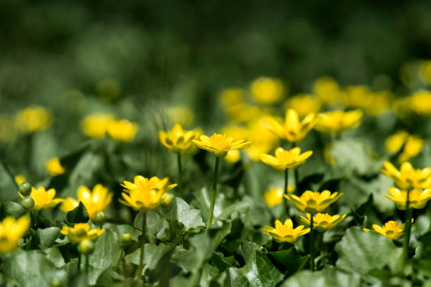 Flowering of yellow lesser celandine. Small yellow spring flowers (Ficaria verna) Flowering of yellow lesser celandine. Small yellow spring flowers (Ficaria verna) ficaria verna stock pictures, royalty-free photos & images