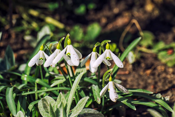 istock Snowdrops are the first spring flowers (Galanthus nivalis) 947502700