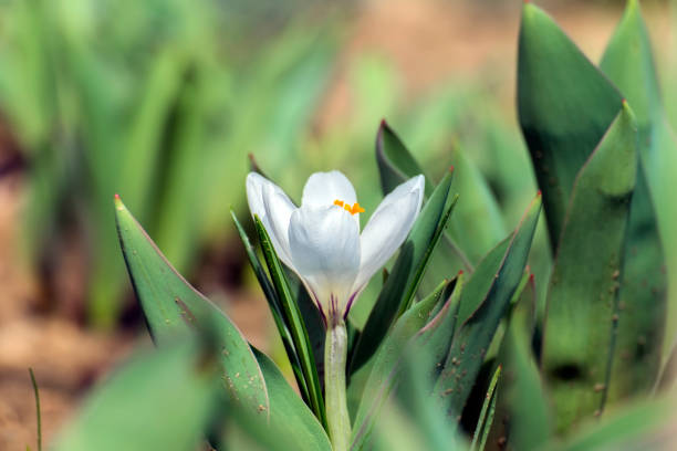 White Spring crocus flower between the leaves of the tulips (Crocus vernus)