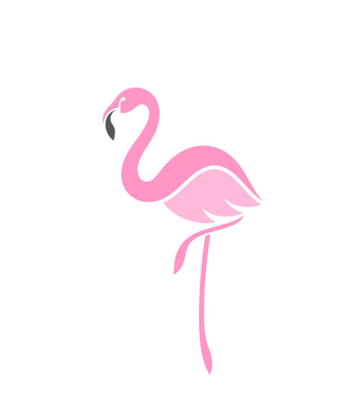 ilustraciones, imágenes clip art, dibujos animados e iconos de stock de flamingo - flamenca