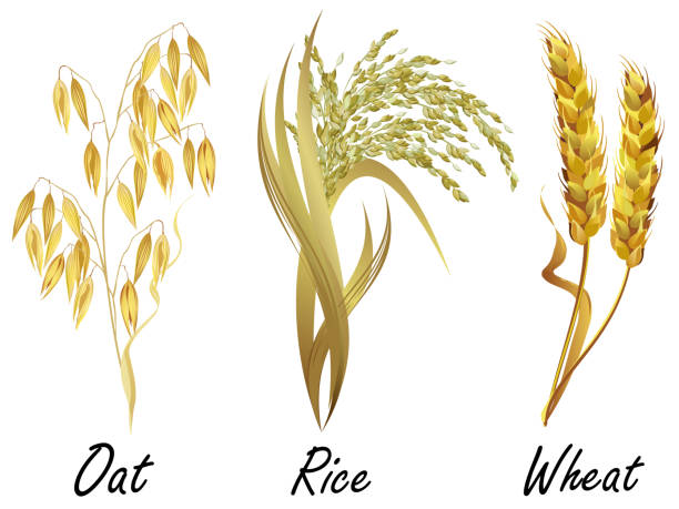 Cereal plants - wheat, rice and oat. Set of realistic vector illustrations. Set of cereal plants - wheat, rice and oat. Hand drawn realistic vector illustrations isolated on white background. oryza stock illustrations