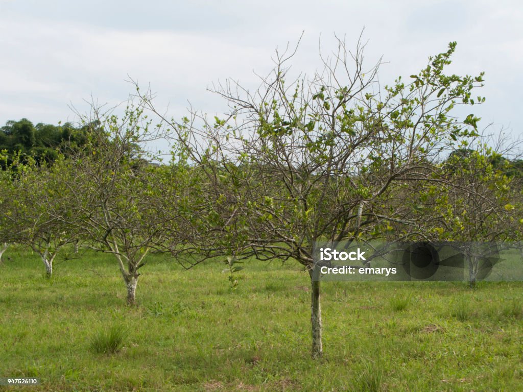 Orange citrus orchard heavily infected with huanglongbing yellow dragon citrus greening plague deadly disease Orange citrus tree orchard heavily  infected with huanglongbing yellow dragon citrus greening plague deadly disease Citrus Fruit Stock Photo