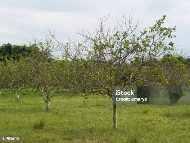 Orange Citrus Orchard Heavily Infected With Huanglongbing Yellow Dragon Citrus Greening Plague Deadly Disease Stock Photo - Download Image Now