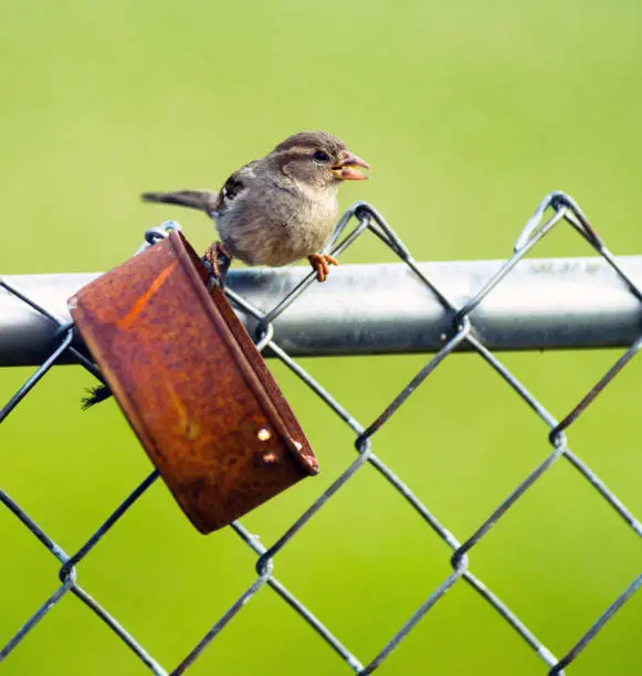 Wild bird gathers a nut from a simple rusted tin can on the chain link fence