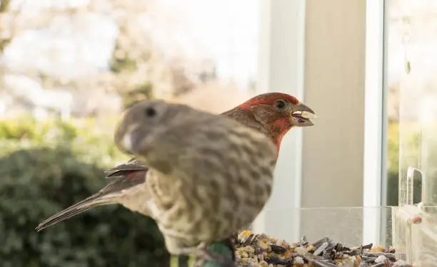 A Male House Finch looks ahead in between bites foraging for seeds