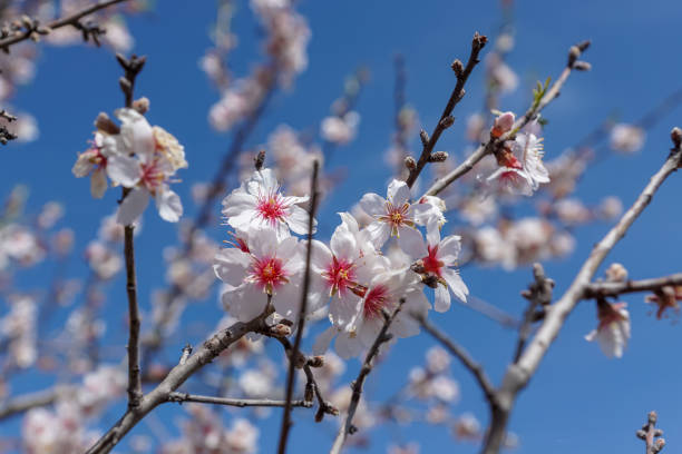 istock Spring image. Almond blossom branch on blue sky background. 947527560