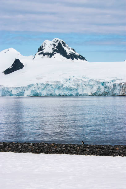 pinguin am strand - nature antarctica half moon island penguin stock-fotos und bilder