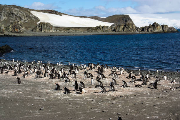 pingüinos gentú - pebble gentoo penguin antarctica penguin fotografías e imágenes de stock