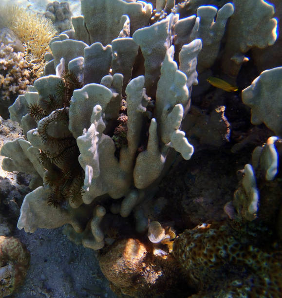 istock Coral reef in north Sulawesi 947535692