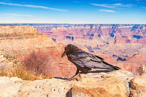 Stock photograph of a raven in Grand Canyon National Park USA on a sunny day.