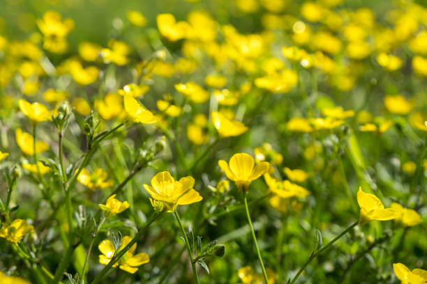 istock Yellow Buttercup flowers in the field. Ranunculus repens 947539906