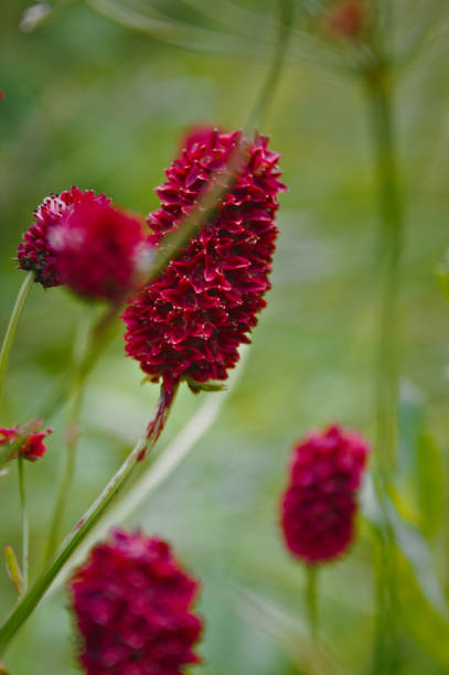 gran burnet sanguisorba officinalis - rosids fotografías e imágenes de stock