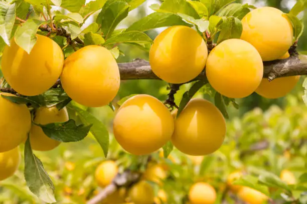 close-up of plum tree with ripe yellow plums