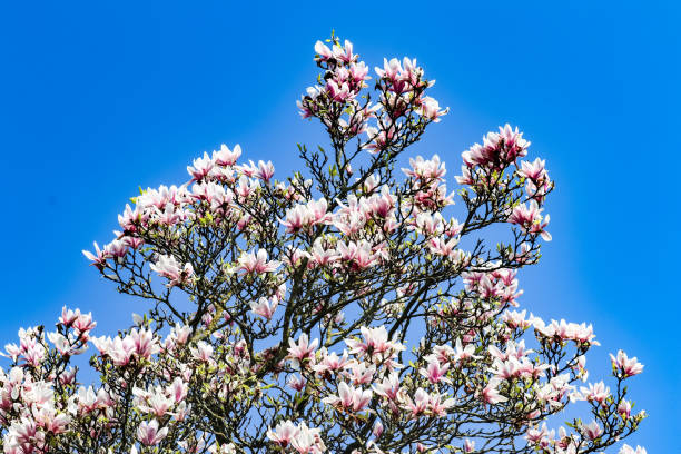 istock sakura tree with pink leaves and bright blue sky in background 947541764