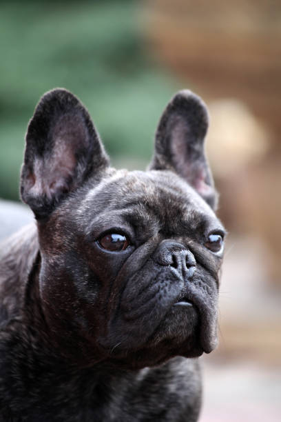 istock French Bulldog Spring Garden 947549128