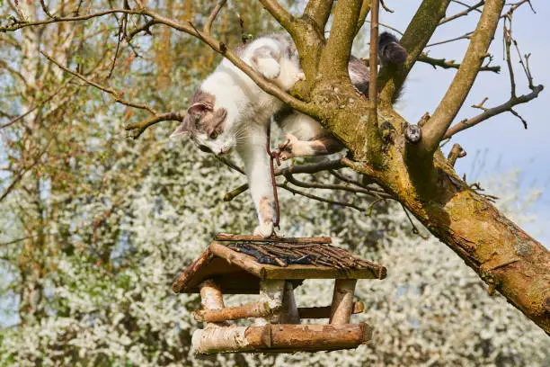 Photo of A curious Cat has climbed on a tree with a bird feeder.
