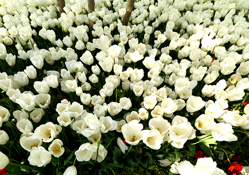 white tulips at garden