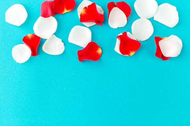 istock Petals of white and red roses on a blue background. Copy space. 947552080