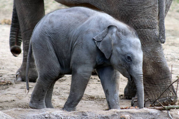 istock Closeup of Cute Baby Elephant 947552722