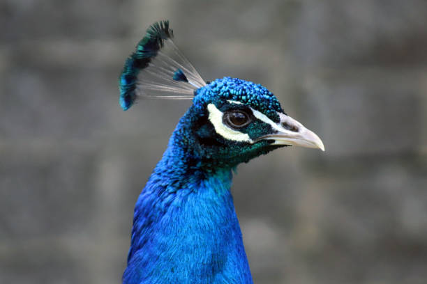 Close-up of Blue Peacocks Head with Dark Background
