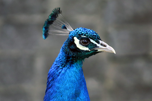 close-up of the head of a peacock