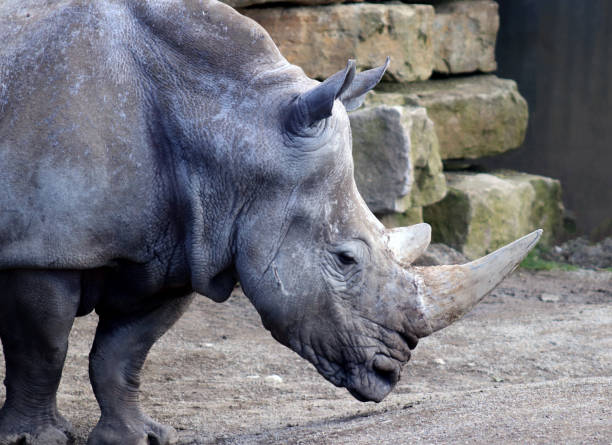istock Closeup of Grey Rhinoceros 947554018