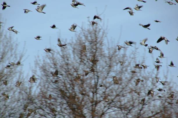 istock Flock of pigeons 947559104