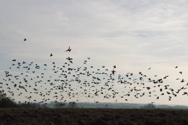 istock Flock of pigeons 947559872