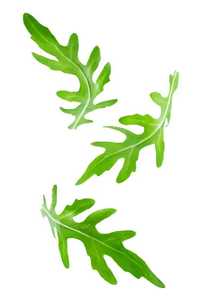 Flying arugula leaves on a white background. toning. selective focus