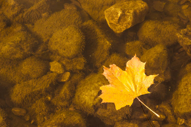 Yellow autumn maple leaf in the clear water old pond closeup