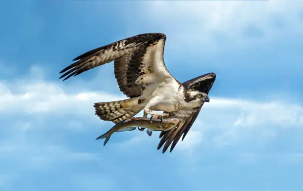 Osprey flying in a blue cloudy sky with a large fish in talons