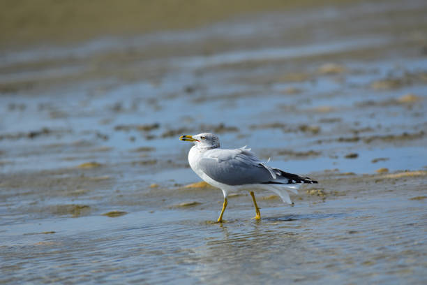istock Side view of Ring-billed gull walking with head tucked close against tail wind 947564410