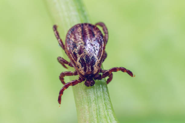 A dangerous parasite and infection carrier mite sitting on a green leaf A dangerous parasite and infection carrier mite sitting on a green leaf. tick animal stock pictures, royalty-free photos & images